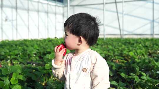 小孩在草莓地 幼儿在草莓地玩耍