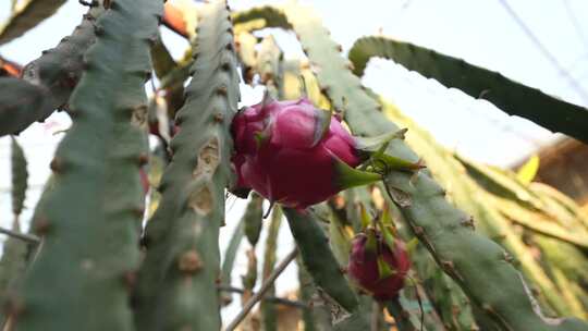 水果种植 火龙果树 火龙果种植基地