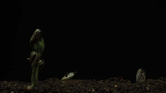 种子发芽生命力春天破土而出