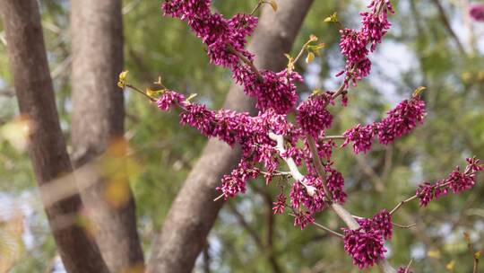 【镜头合集】北京植物园紫色花朵粉红色花