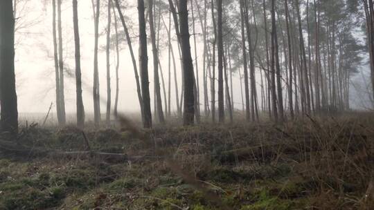 薄雾笼罩下的森岭视频素材模板下载