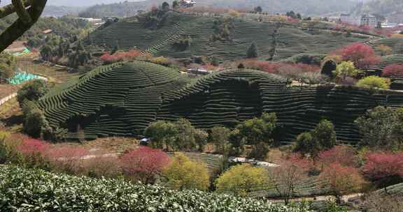 福建漳平龙岩永福樱花茶园