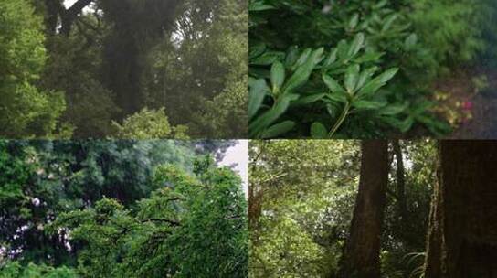森林树林下太阳雨 雨水滋润土壤视频素材 视频合集