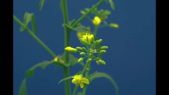 开花的油菜、、油籽油菜。定时色调关键