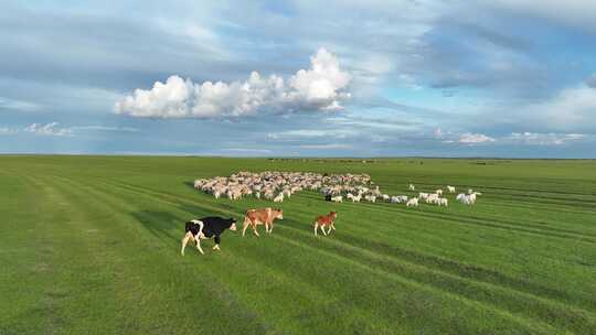 航拍呼伦贝尔草原羊群709牛群709