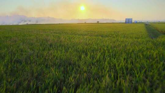 大米稻谷水稻稻田粮食丰收微笑女孩