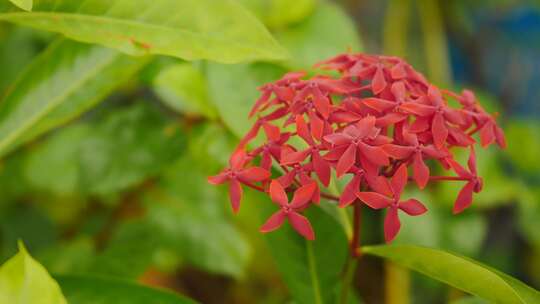 美丽的Ixora Duffii红色，花园