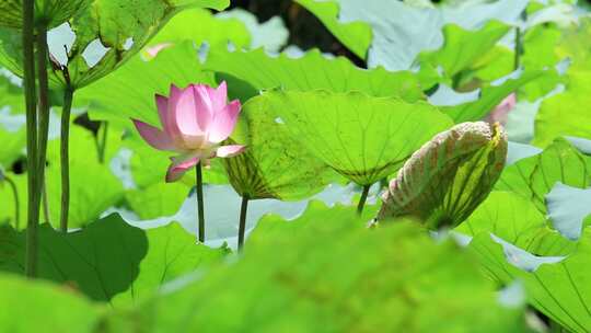 蜻蜓 荷花 升格慢动作 慢镜头