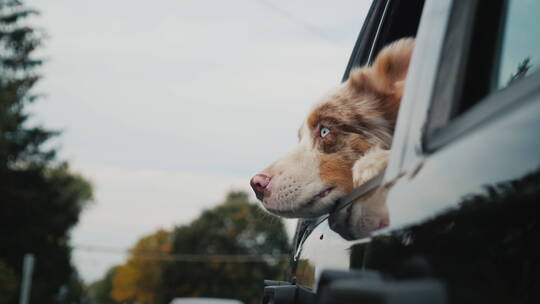狗趴在车窗上往外看