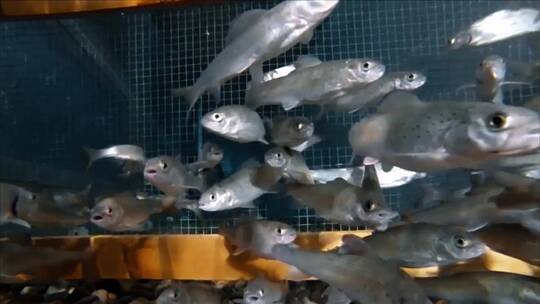 水箱里的银色小鱼视频素材模板下载