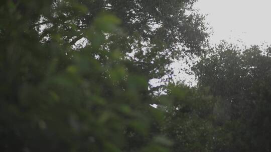 下雨天雨点打在绿树叶上