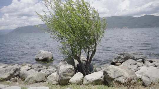 大理洱海随风飘动的柳树