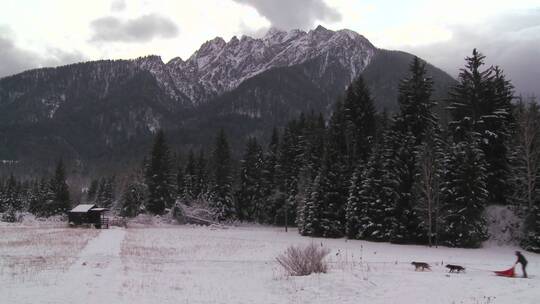 雪橇狗拉着骑手穿过雪地视频素材模板下载