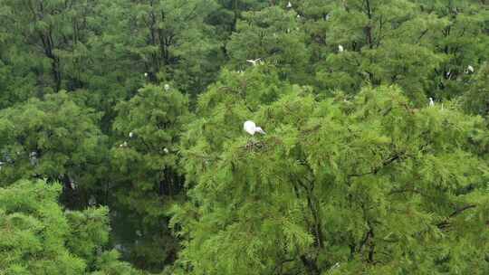 湿地上空白鹭屹立在绿色树木航拍