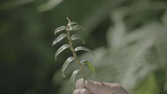 中药  手拿 看 草药