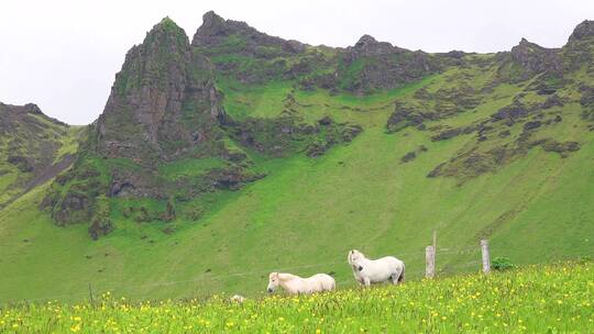 小马站在冰岛的绿地上