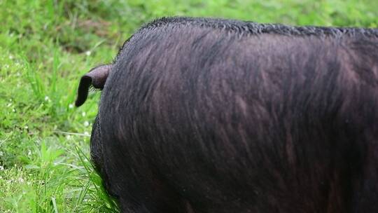 贵州赫章可乐黑猪在草在户外进食