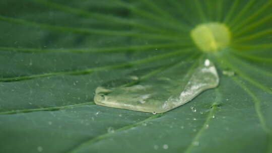 下雨荷叶水滴露珠慢镜头慢动作