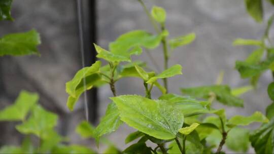 雨天绿叶上的雨滴