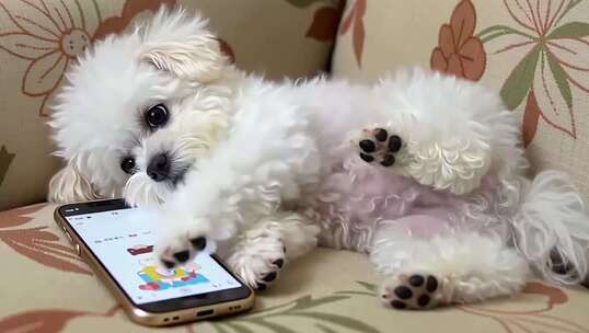 白色小狗躺沙发玩智能手机