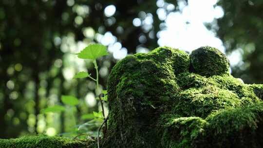 青苔苔藓