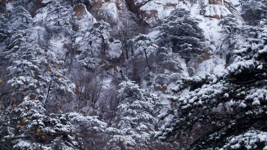 黄山雪景