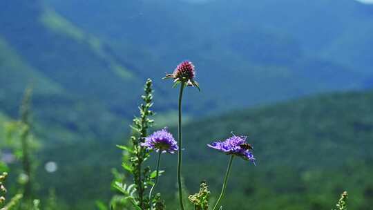 夏季高山草甸绿色植物野花