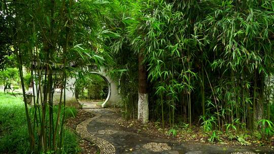 江南园林竹林竹子唯美的禅意空镜