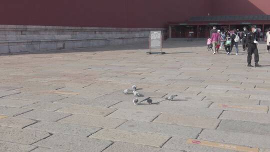 北京故宫午门前鸽子吃食绕飞视频素材模板下载
