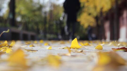 走在秋天落叶的路上