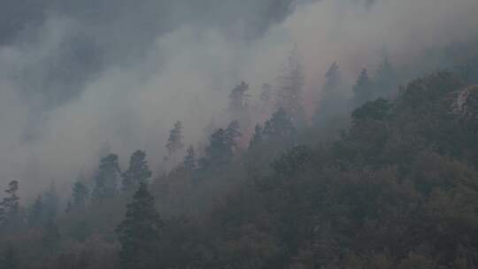 森林着火了森林里有烈火和浓雾