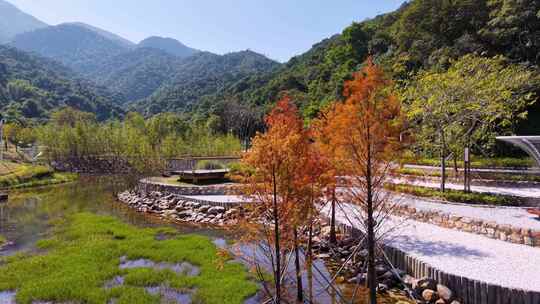 航拍深圳坪山头陂公园落羽杉风光