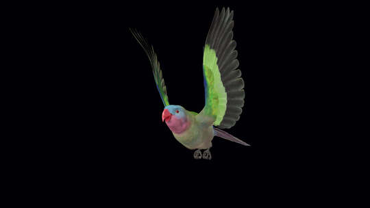 鹦鹉鸟-澳大利亚公主-飞行环-侧角视图C