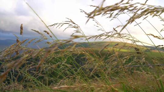 海边悬崖野生水稻植物稻穗