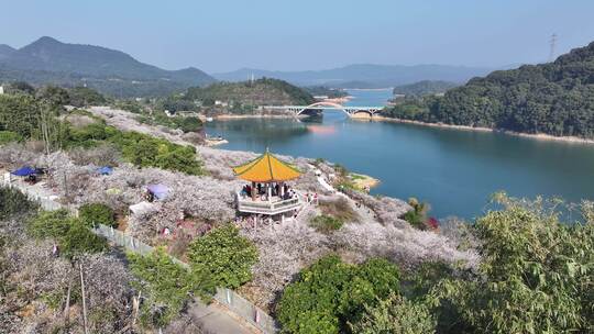 中国广东省广州市从化区广州流溪梅花节