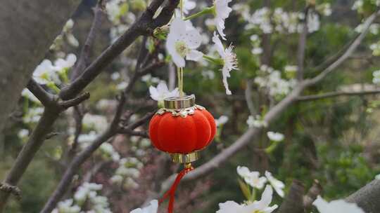 雪白的梨花鲜花花朵实拍