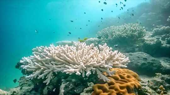 唯美海洋海底世界水下世界珊瑚丛鱼类生物a视频素材模板下载