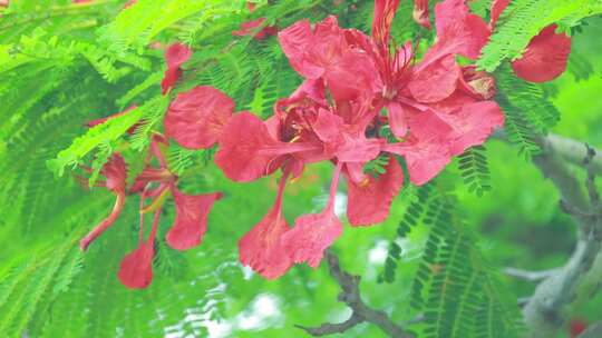 凤凰花红花楹盛开