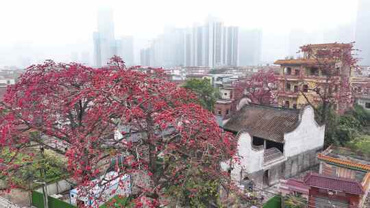 中国广东省佛山市南海区夏北河北书院木棉花