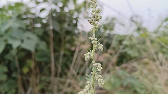 植物种子