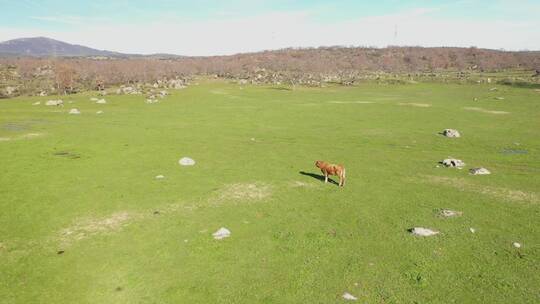 牛群站在一望无际的草原上