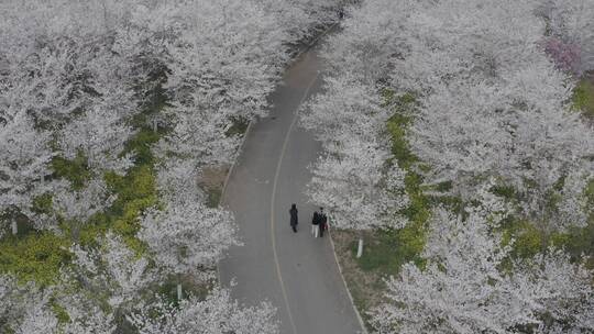 孤柏渡飞黄旅游区樱花园鲜花盛开