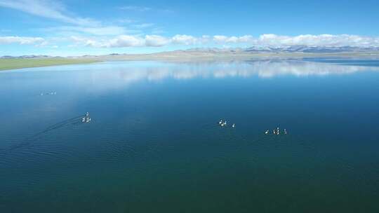西藏湖泊水鸟