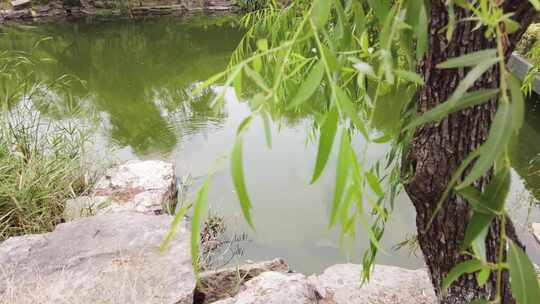 公园的湖边柳树湖水风景美景特写视频素材模板下载