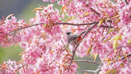 春天樱花中觅食的小鸟