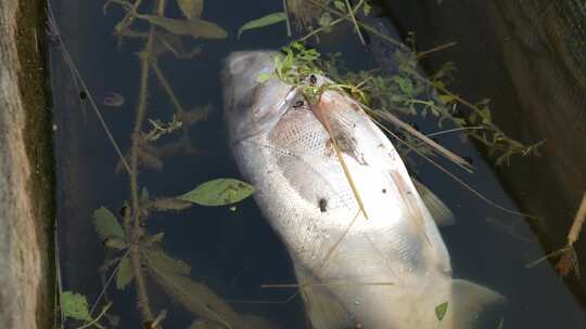 水污染湖面死鱼漂浮