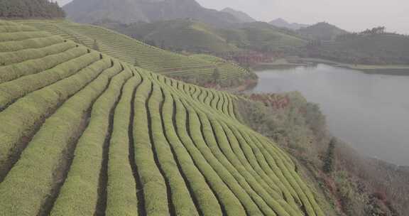 茶山 茶园 采茶