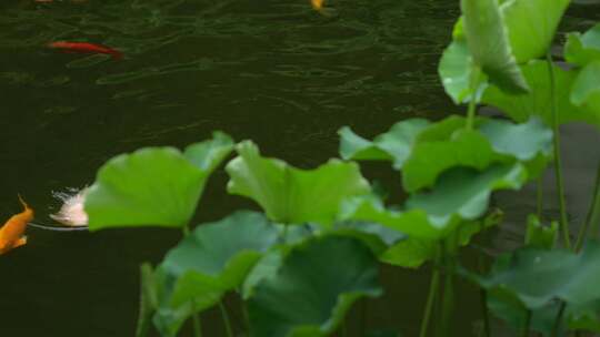雨中畅游的锦鲤实拍视频素材模板下载