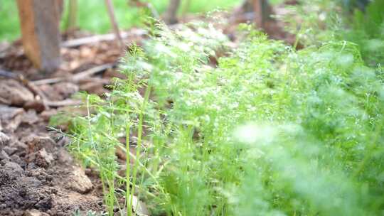 火龙果种植 火龙果树 仙人掌科植物