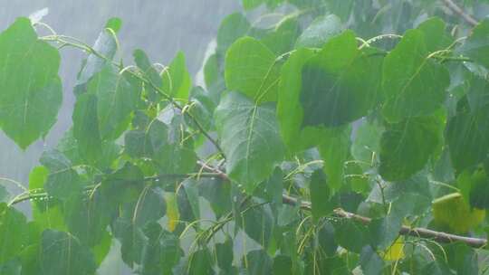 树枝树叶狂风暴雨刮风下雨倾盆大雨下雨天雨视频素材模板下载